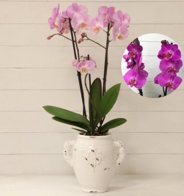 Orchidea Phalaenopsis Viola Vaso con Manici - Vivaio Arreda Online Shop