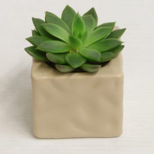 Succulenti Mini - Vivaio Arreda Online Shop