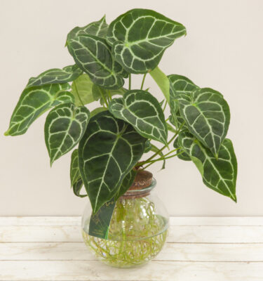 anthurium karma in idrocoltura